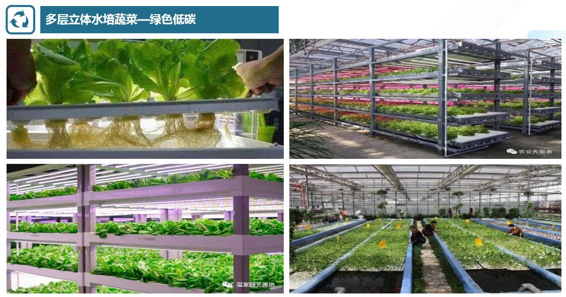 多层立体水培蔬菜—绿色低碳.jpg